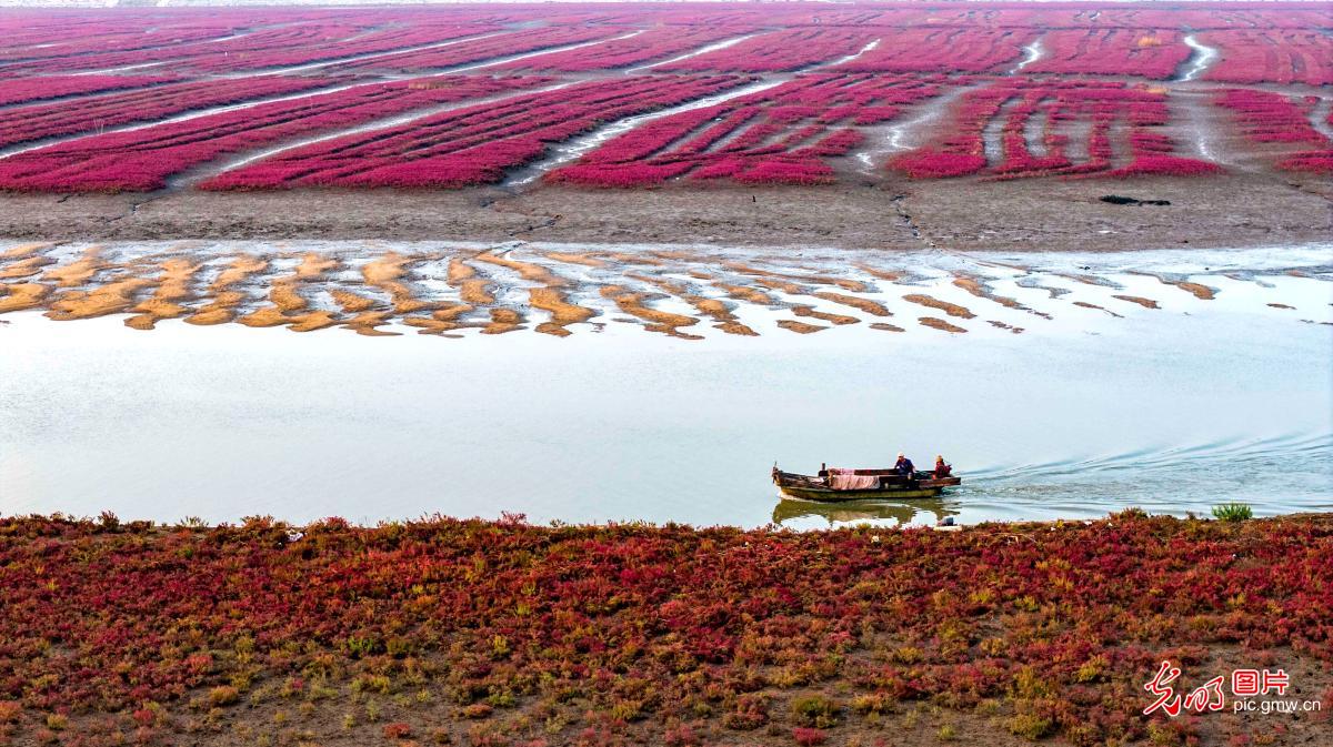 Red beach weaves vibrant ecological scenery