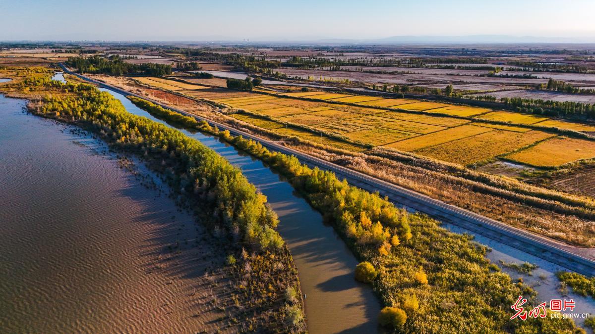 Golden wetland of late autumn in NW China's Xinjiang Golden wetland of late autumn in NW China's Xinjiang