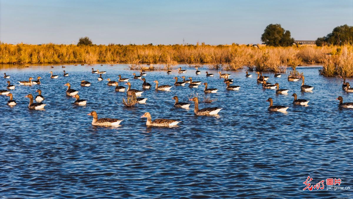 Golden wetland of late autumn in NW China's Xinjiang Golden wetland of late autumn in NW China's Xinjiang