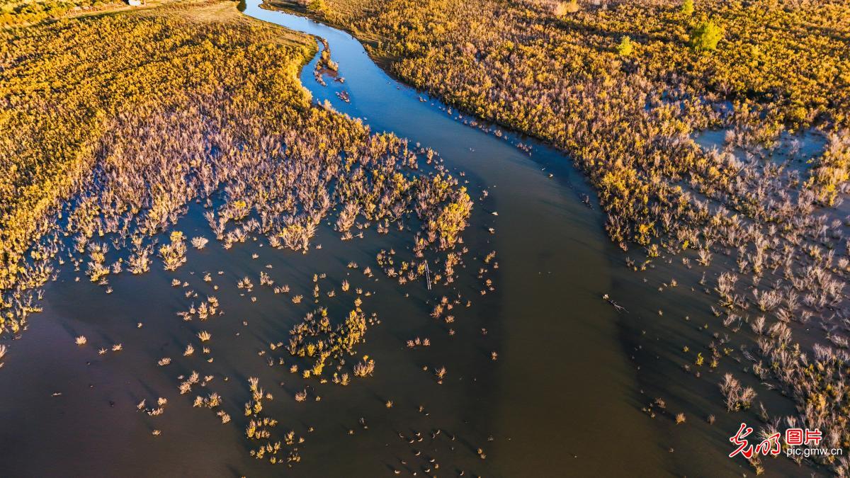 Golden wetland of late autumn in NW China's Xinjiang Golden wetland of late autumn in NW China's Xinjiang