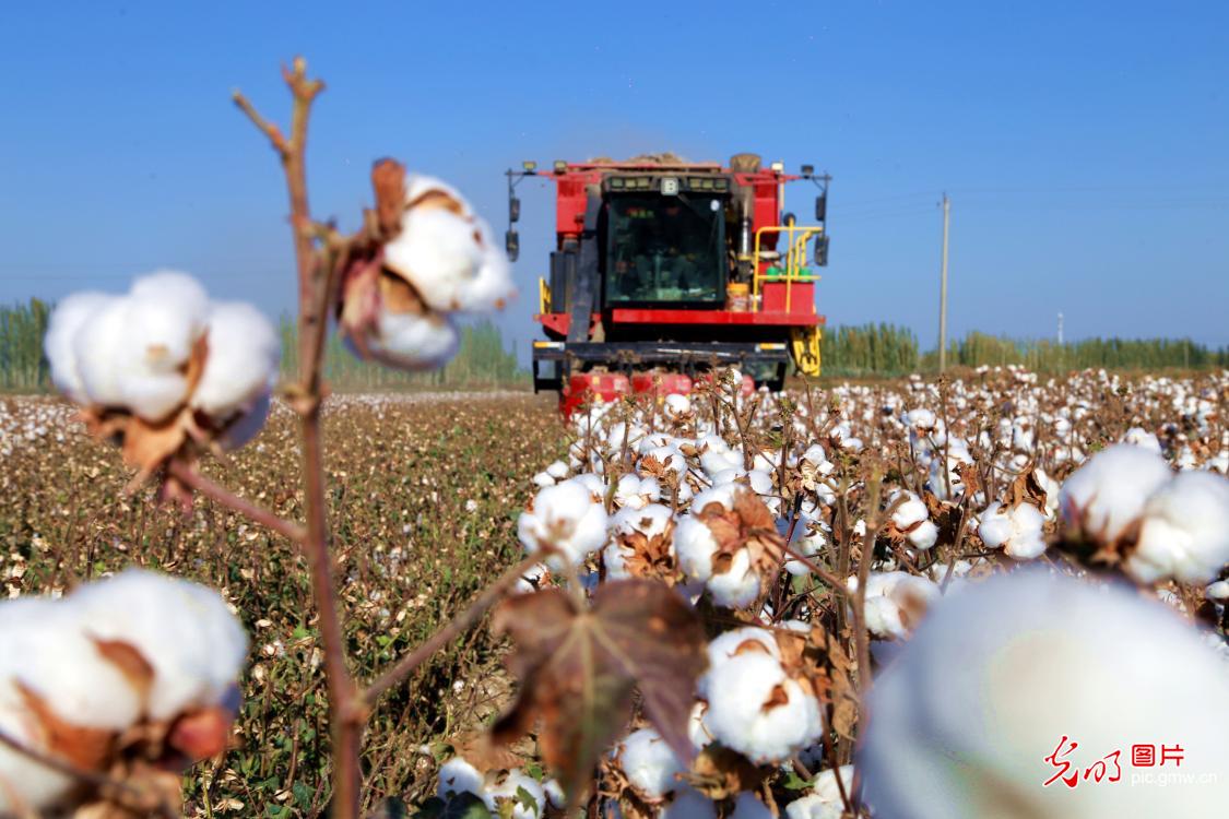Golden autumn brings busy farming, fields burst with harvest Golden autumn brings busy farming, fields burst with harvest