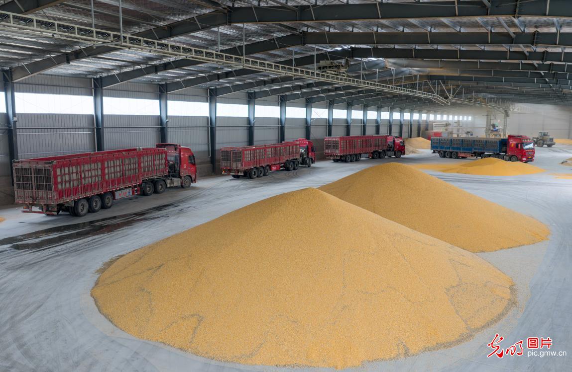 Golden autumn brings busy farming, fields burst with harvest Golden autumn brings busy farming, fields burst with harvest