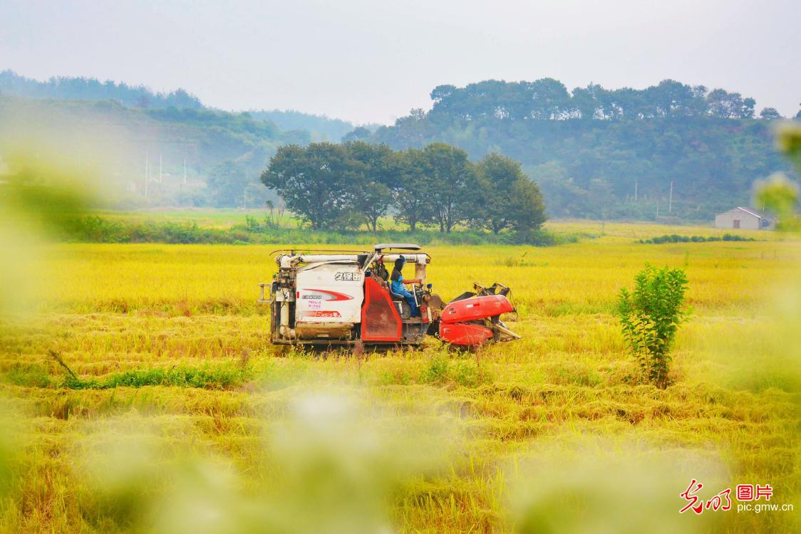 Golden autumn brings busy farming, fields burst with harvest Golden autumn brings busy farming, fields burst with harvest