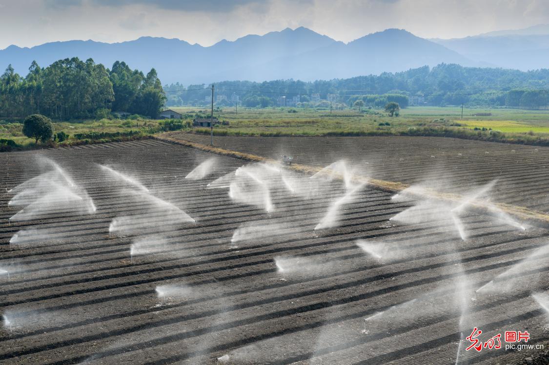 Golden autumn brings busy farming, fields burst with harvest Golden autumn brings busy farming, fields burst with harvest