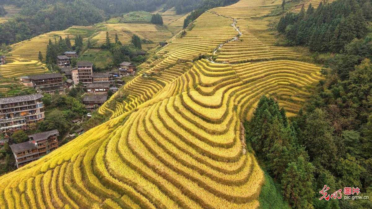 Scenery of terraced rice field of Longji in S China's Guangxi