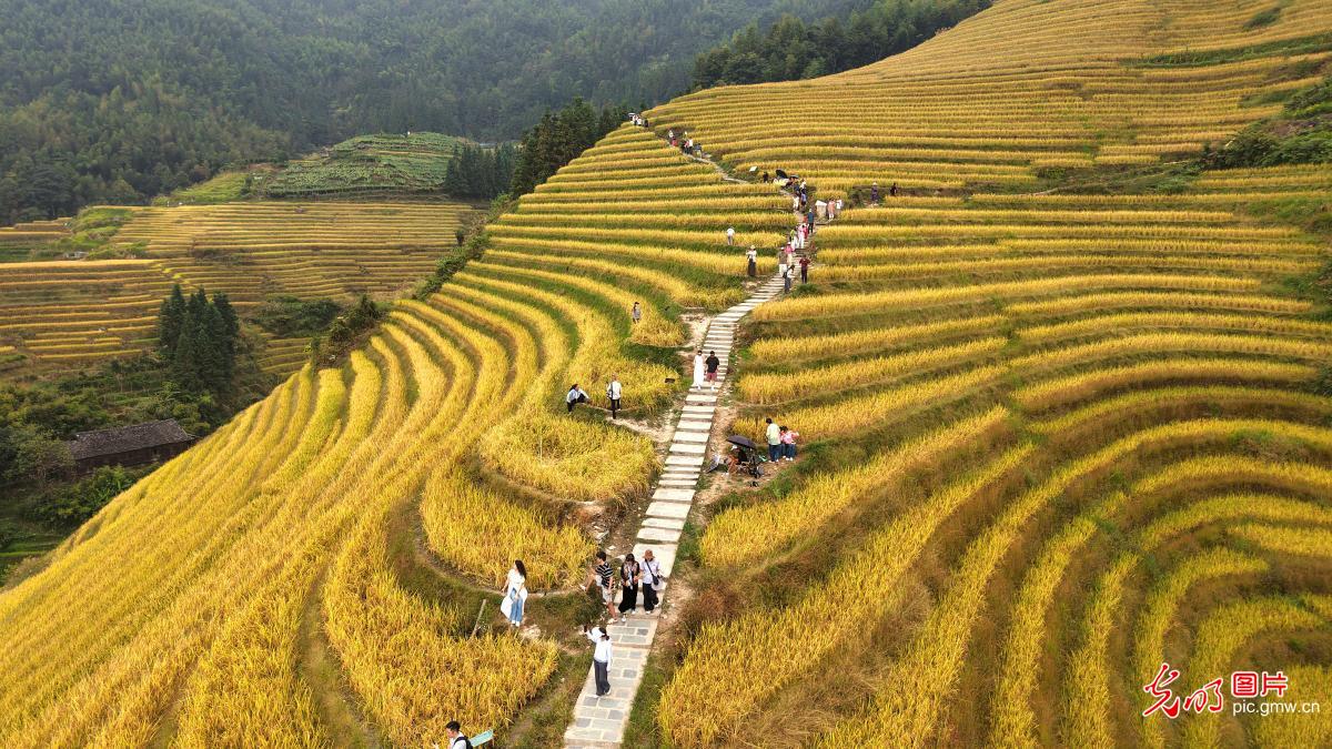 Scenery of terraced rice field of Longji in S China's Guangxi