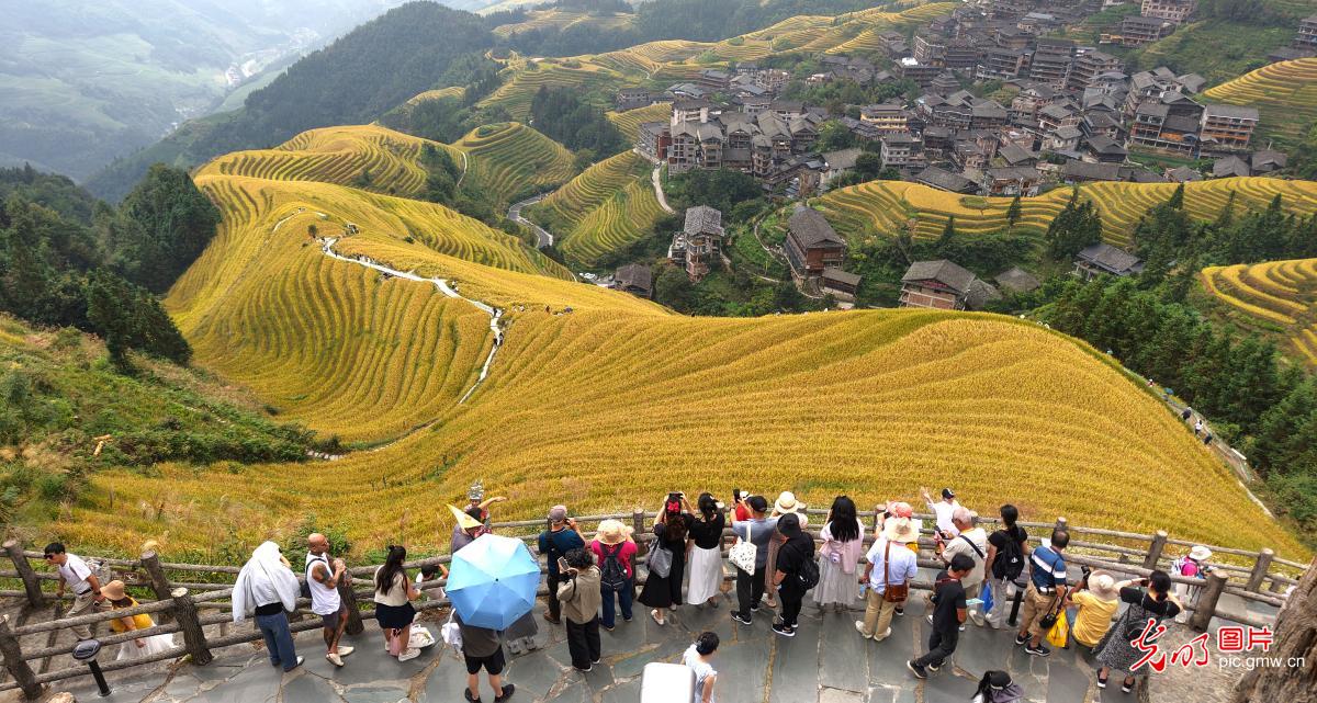 Scenery of terraced rice field of Longji in S China's Guangxi