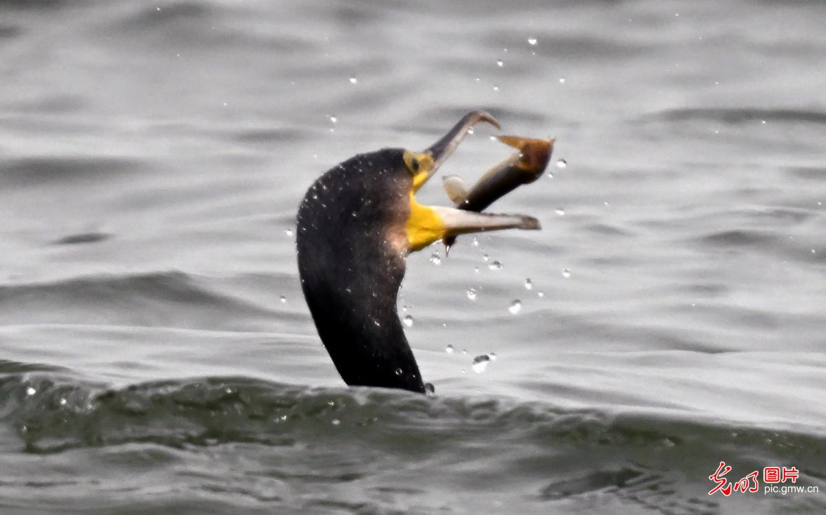 Waterbirds in grace paint a new ecological picture