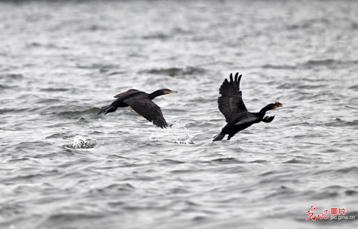 Waterbirds in grace paint a new ecological picture