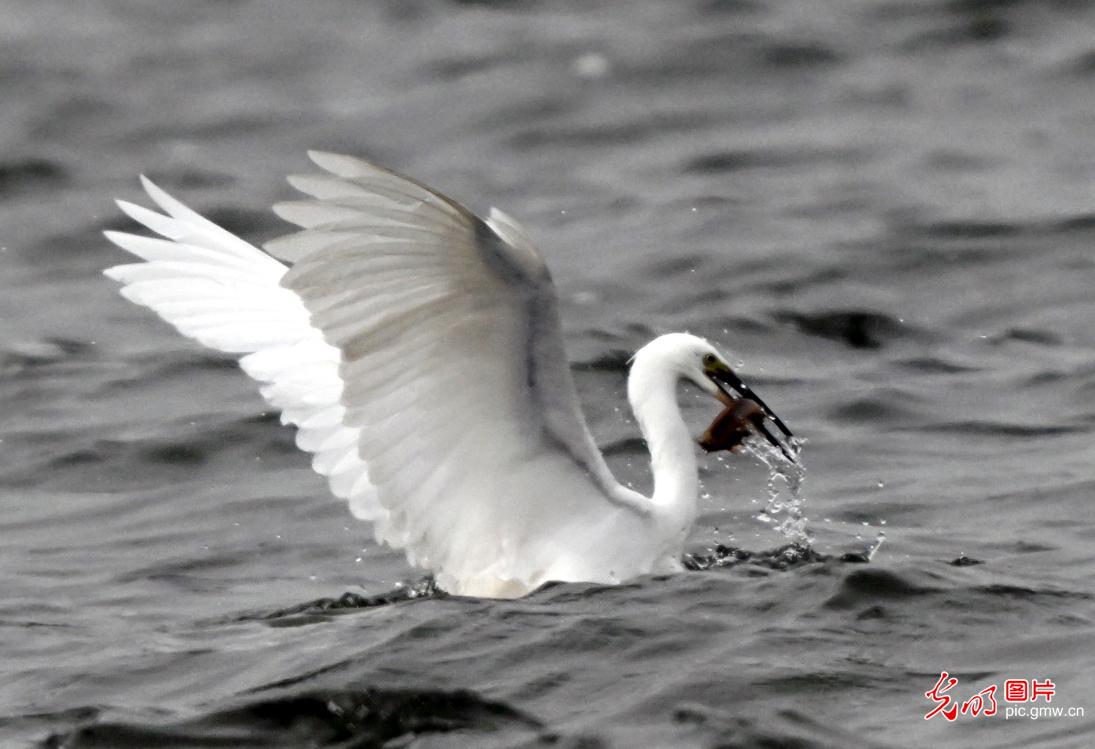 Waterbirds in grace paint a new ecological picture