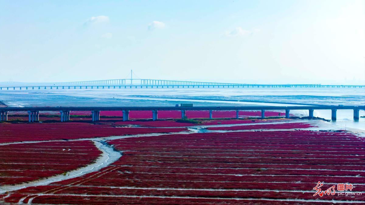 Crimson wetlands paint autumn coastline in E China's Shandong