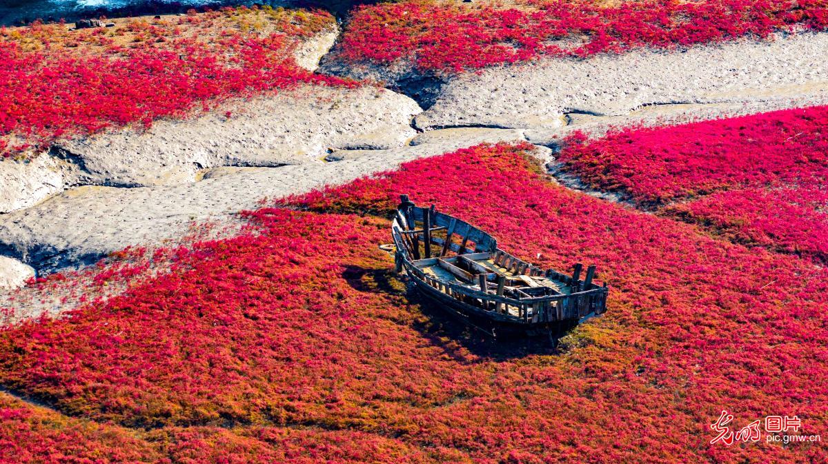 Crimson wetlands paint autumn coastline in E China's Shandong