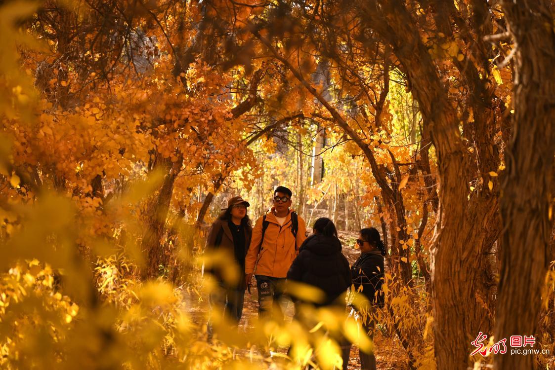 Golden poplar forests greet visitors in NW China's Gansu