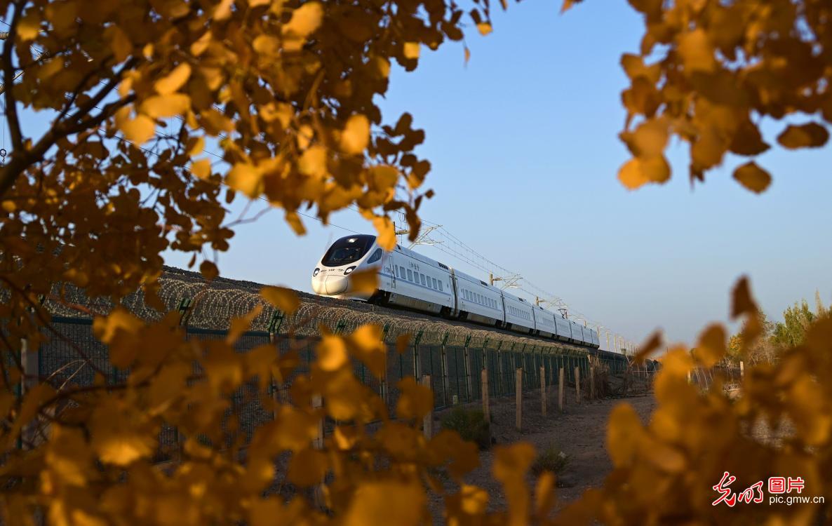 Golden poplar forests greet visitors in NW China's Gansu
