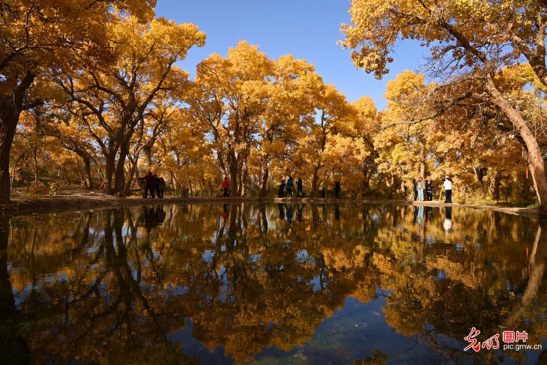 Golden poplar forests greet visitors in NW China's Gansu