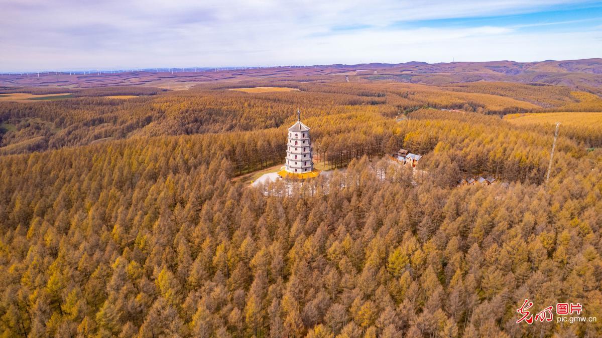 Autumn foliage blankets Saihanba Forest in N China's Hebei