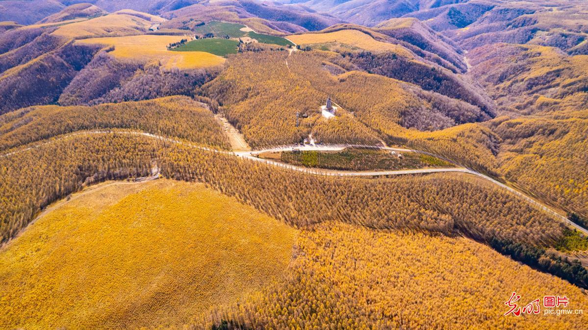 Autumn foliage blankets Saihanba Forest in N China's Hebei