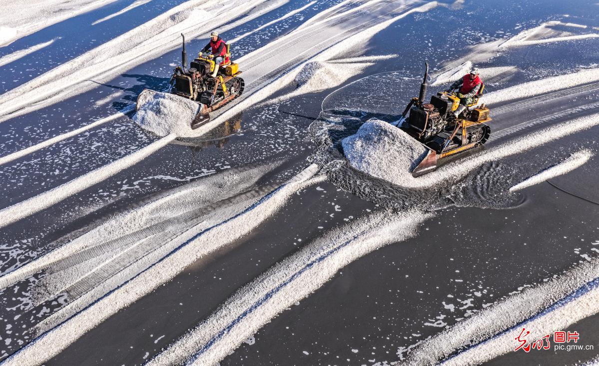 Sea salt harvest in E China's Shandong Sea salt harvest in E China's Shandong