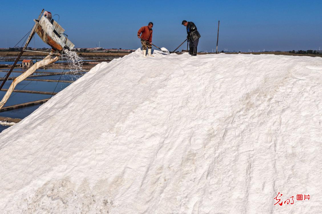 Sea salt harvest in E China's Shandong Sea salt harvest in E China's Shandong