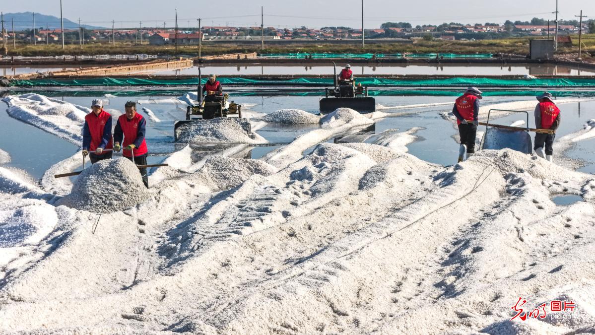 Sea salt harvest in E China's Shandong Sea salt harvest in E China's Shandong