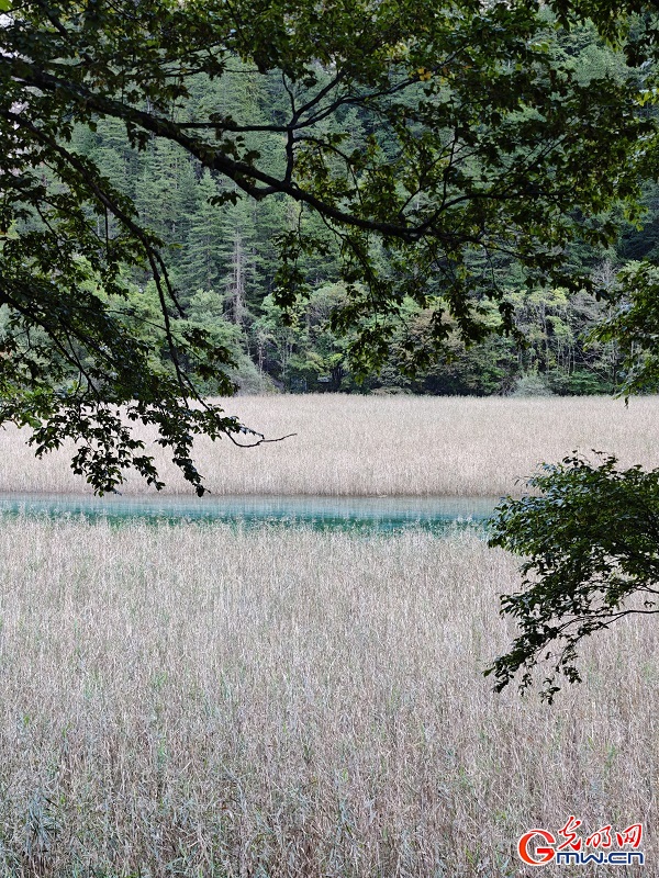 Early autumn scenery of Jiuzhaigou Valley in SW China's Sichuan Early autumn scenery of Jiuzhaigou Valley in SW China's Sichuan