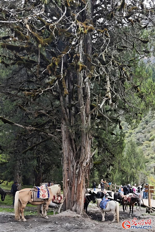 Autumn Splendor in Changping Valley of Mount Siguniang Autumn Splendor in Changping Valley of Mount Siguniang
