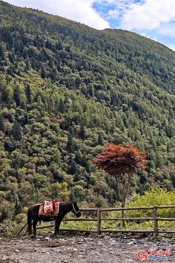 Autumn Splendor in Changping Valley of Mount Siguniang Autumn Splendor in Changping Valley of Mount Siguniang