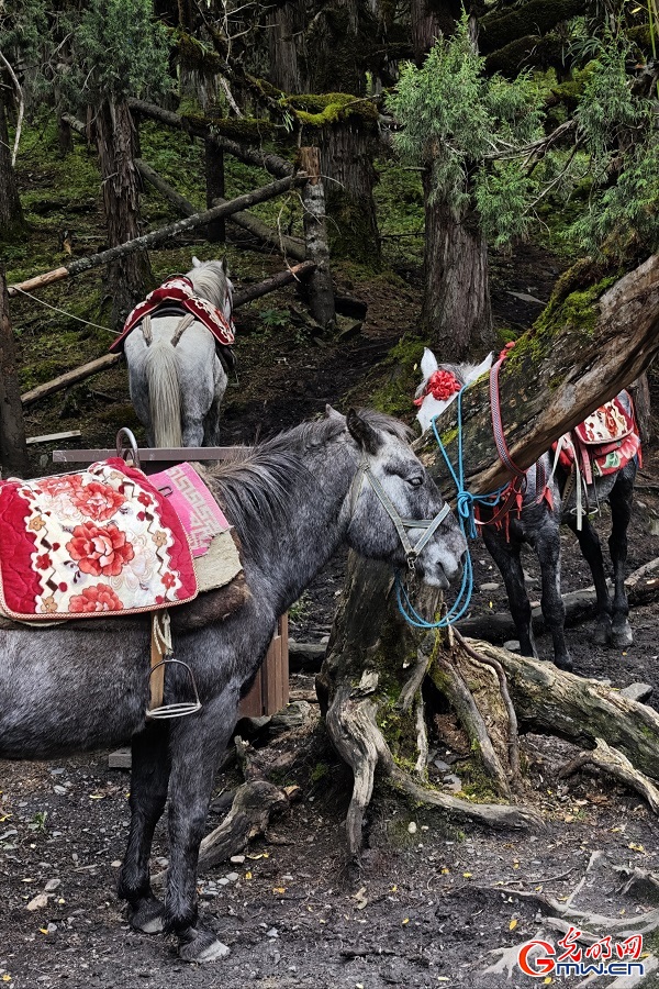 Autumn Splendor in Changping Valley of Mount Siguniang Autumn Splendor in Changping Valley of Mount Siguniang