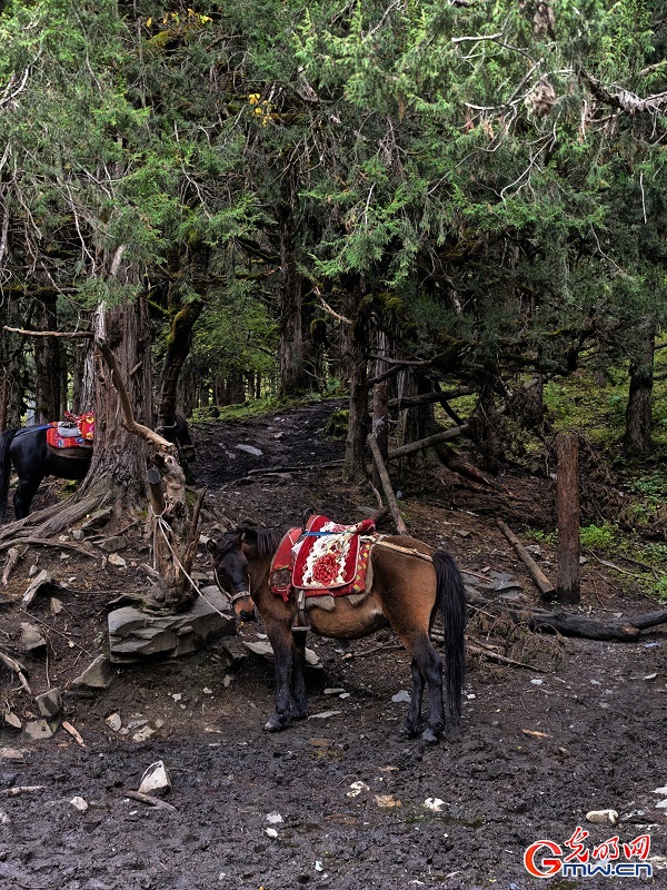Autumn Splendor in Changping Valley of Mount Siguniang Autumn Splendor in Changping Valley of Mount Siguniang