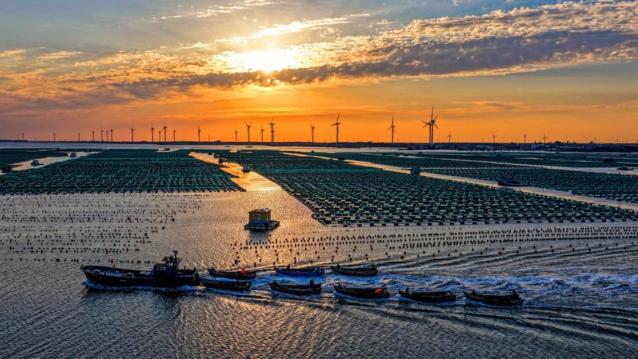 Witnessing beautiful bays construction in E China's Shandong