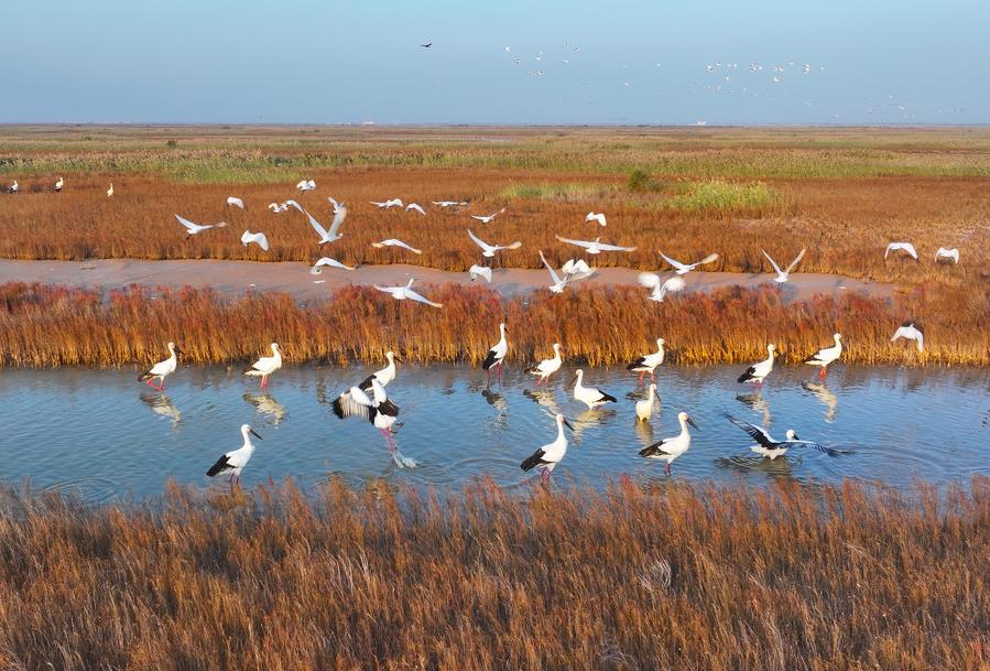 Witnessing beautiful bays construction in E China's Shandong