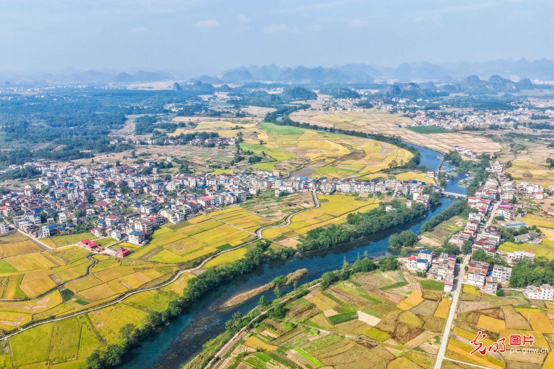 Golden rice fields paint autumn harvest picture Golden rice fields paint autumn harvest picture