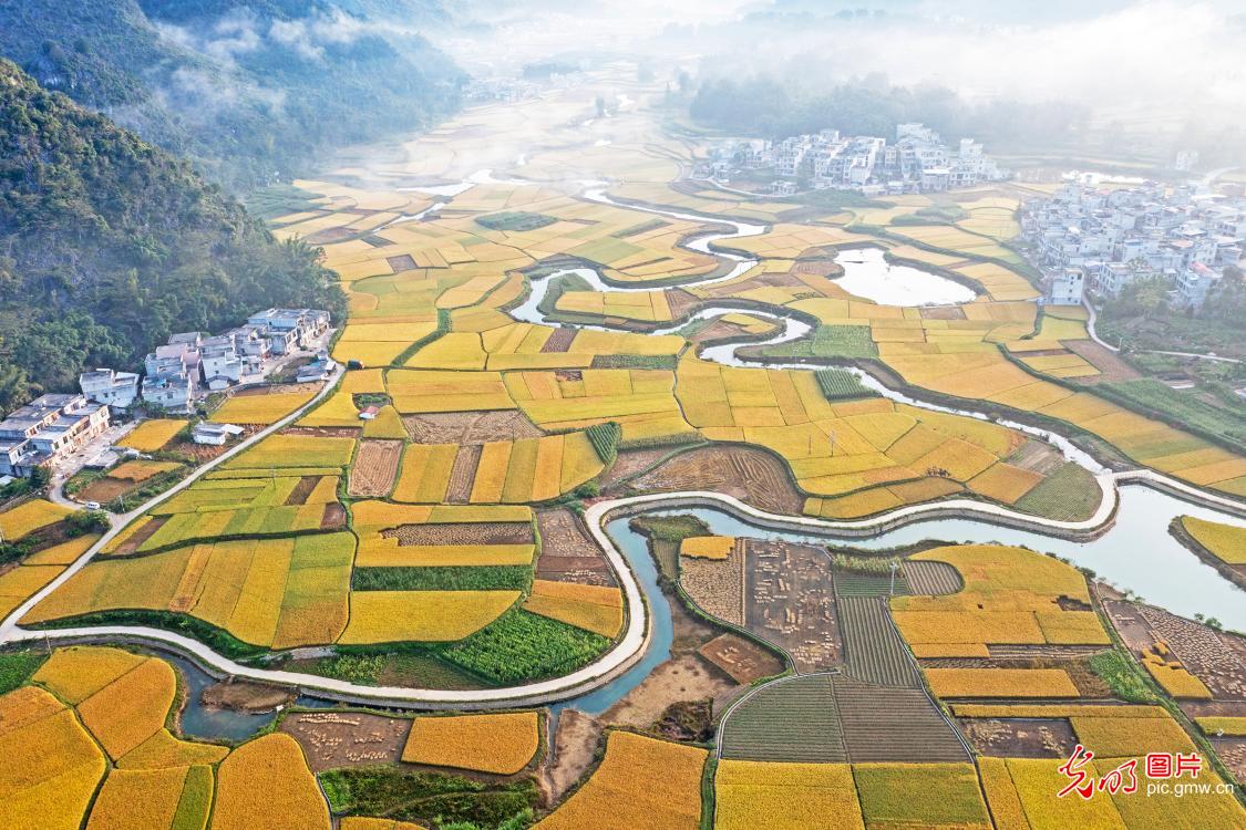 Harvest scenery glows in S China's Guangxi Harvest scenery glows in S China's Guangxi