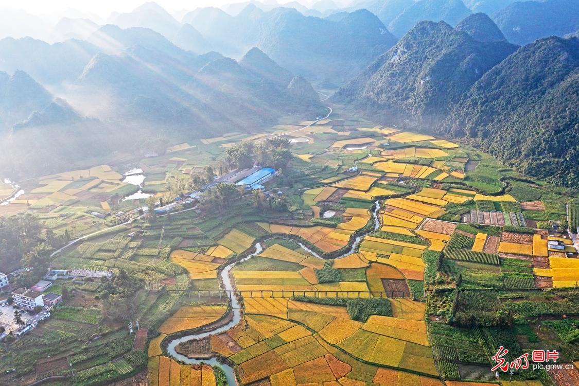 Harvest scenery glows in S China's Guangxi Harvest scenery glows in S China's Guangxi