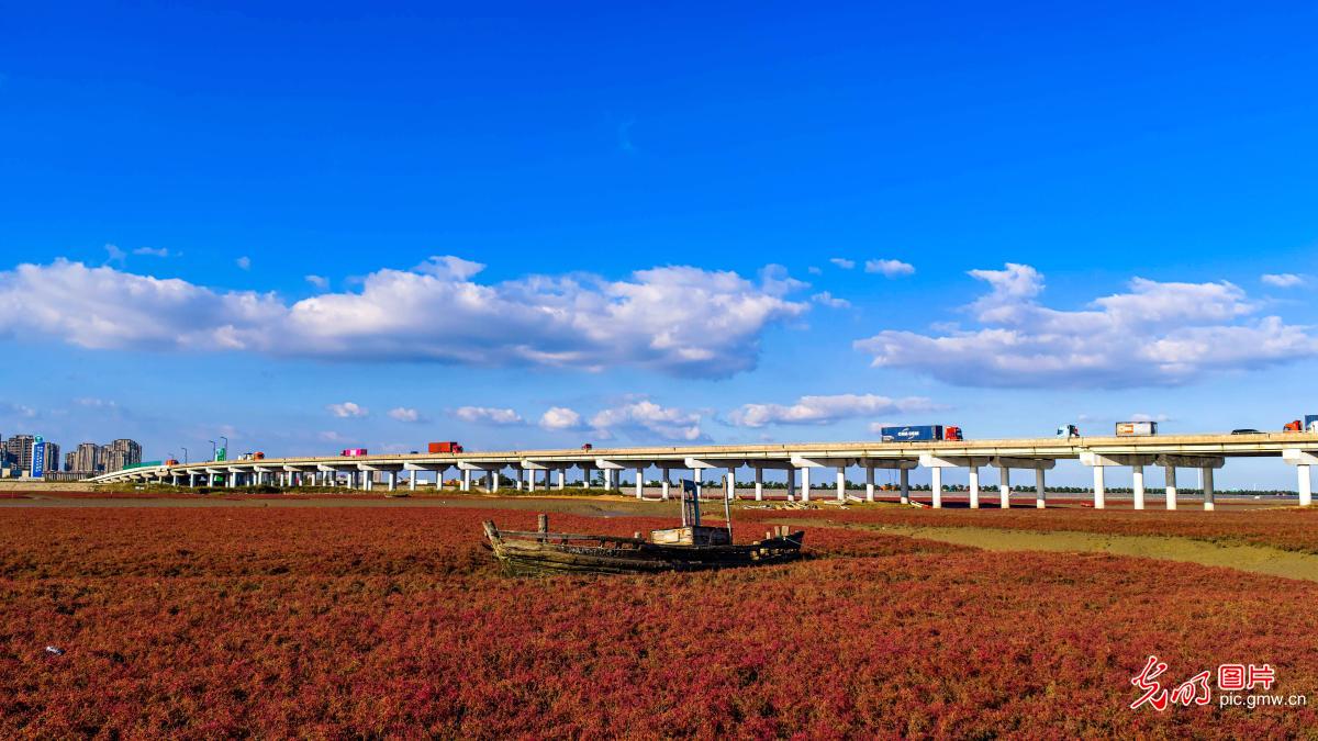 Colorful red beach in E China's Shandong