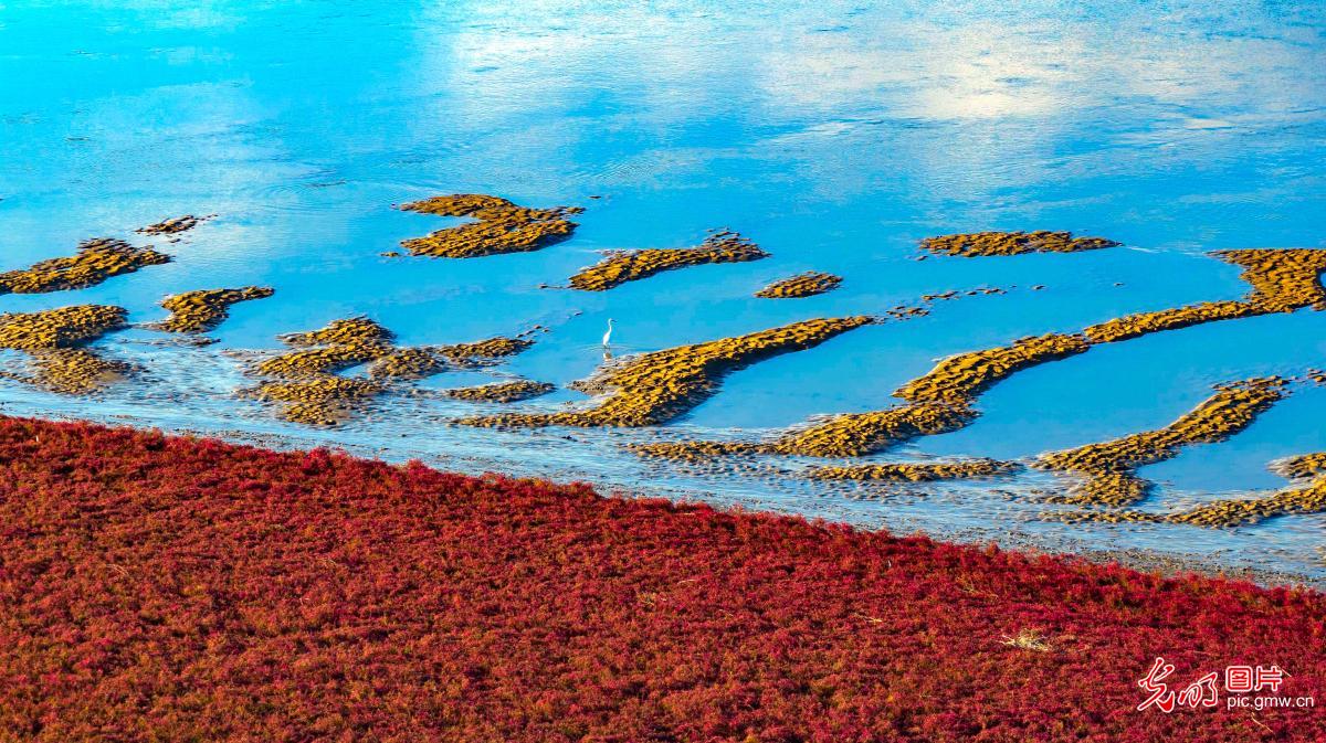 Colorful red beach in E China's Shandong