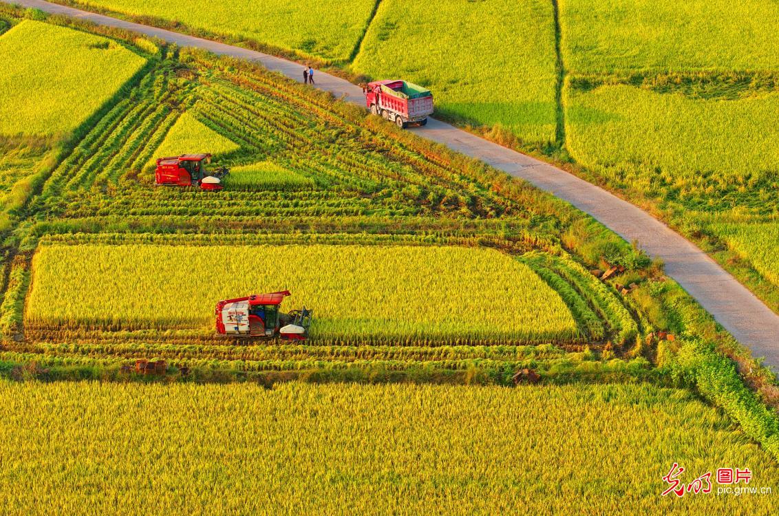 Busy rice harvest season in E China's Jiangxi