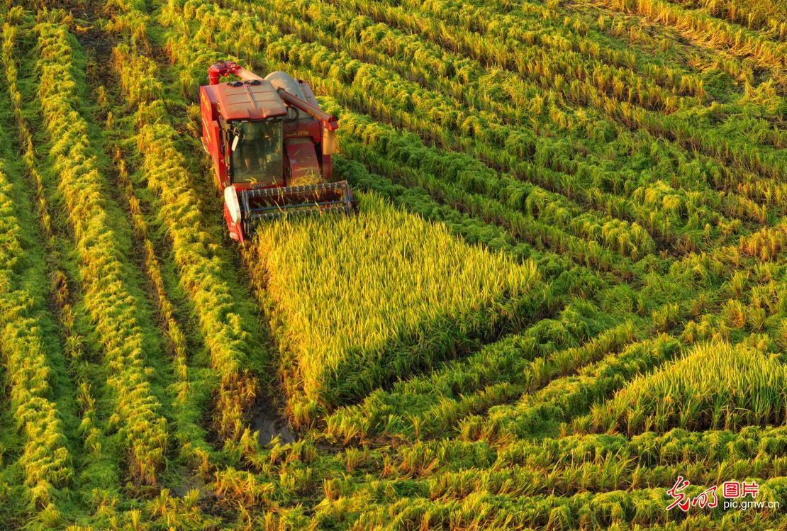 Busy rice harvest season in E China's Jiangxi