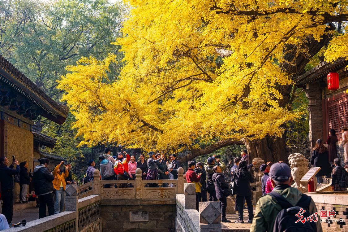Autumn splendor of ancient ginkgo trees in N China's Shanxi