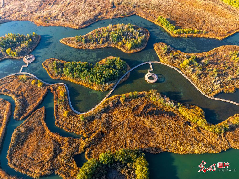 Ecological finery adorns NW China wetland park
