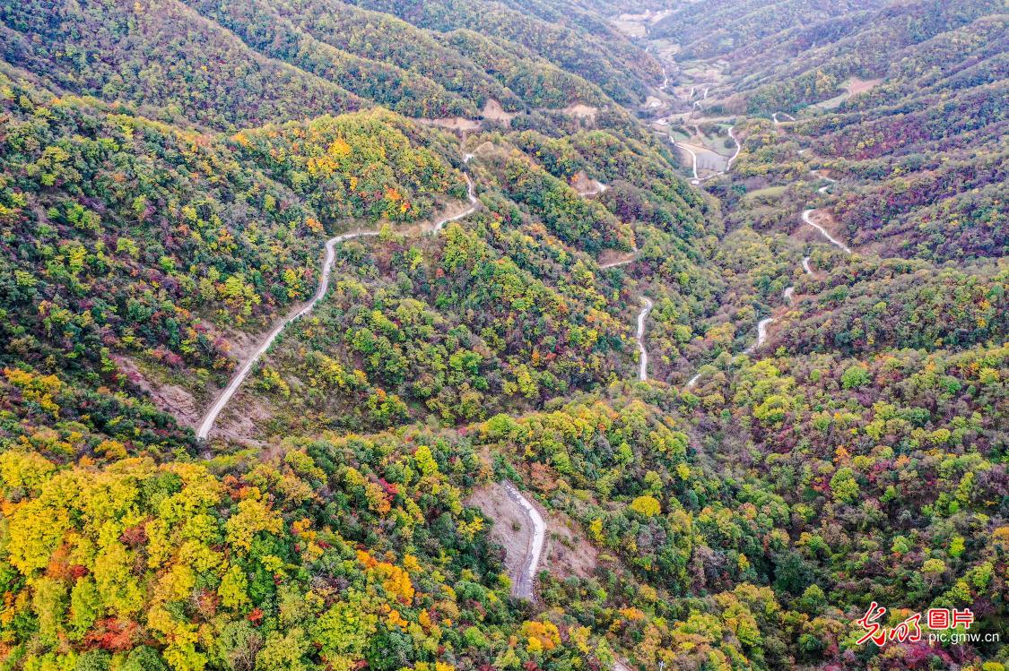 Vivid autumn transforms Hubei forest farm