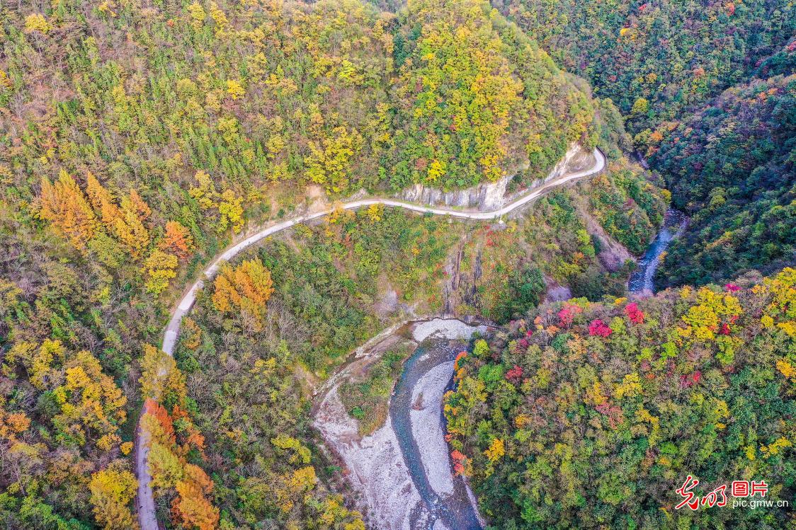 Vivid autumn transforms Hubei forest farm