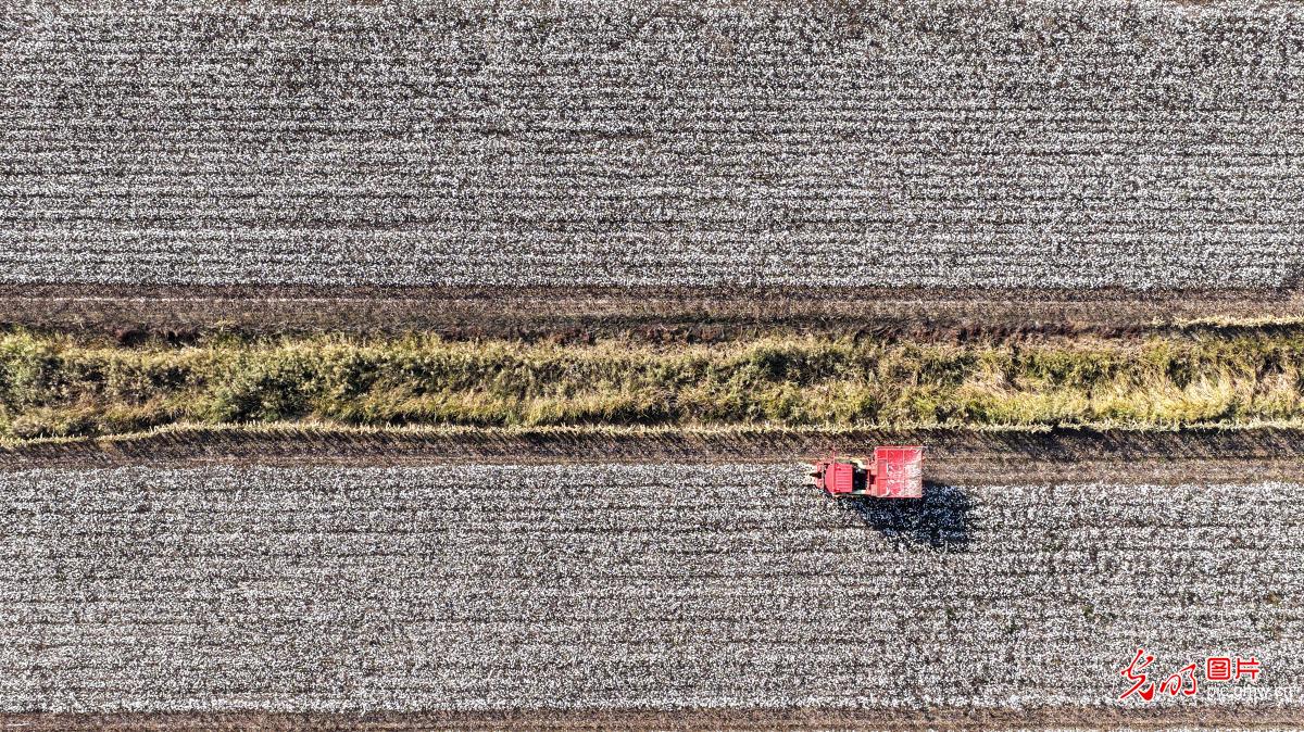 Farmers harvest cotton in N China's Hebei