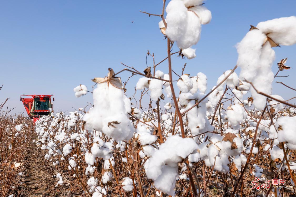 Farmers harvest cotton in N China's Hebei