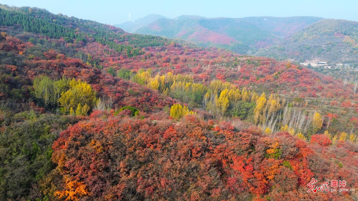Autumn colors blanket Hongye Valley in central China's Henan Province