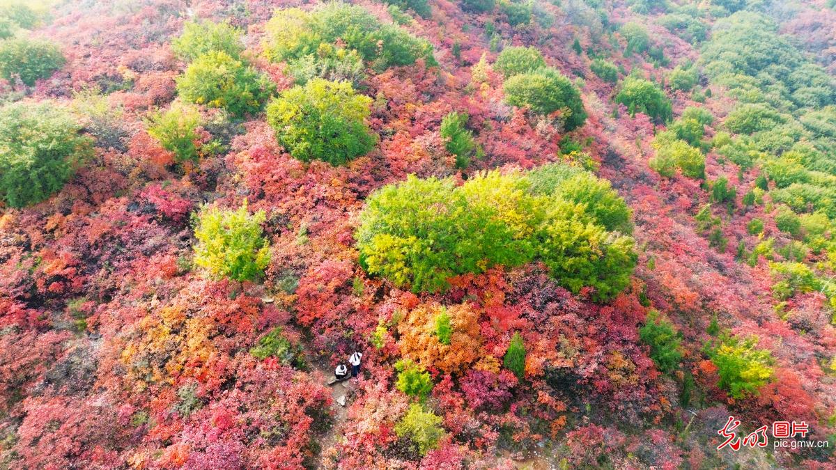 Autumn colors blanket Hongye Valley in central China's Henan Province