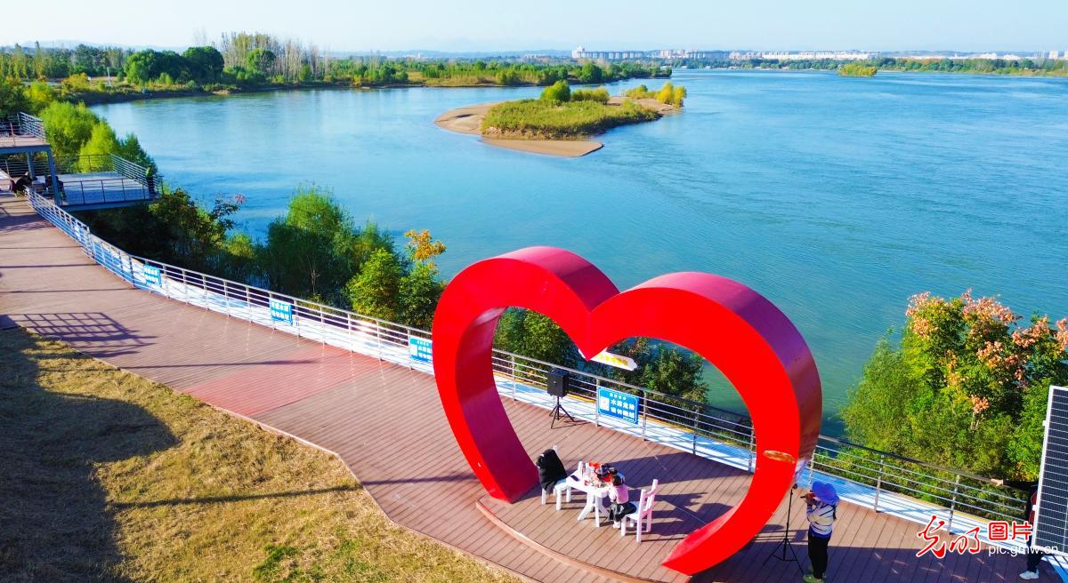 Autumn splendor attracts visitors to Yellow River Wetland in central China's Henan