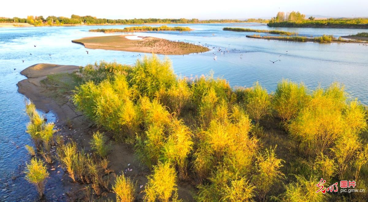 Autumn splendor attracts visitors to Yellow River Wetland in central China's Henan