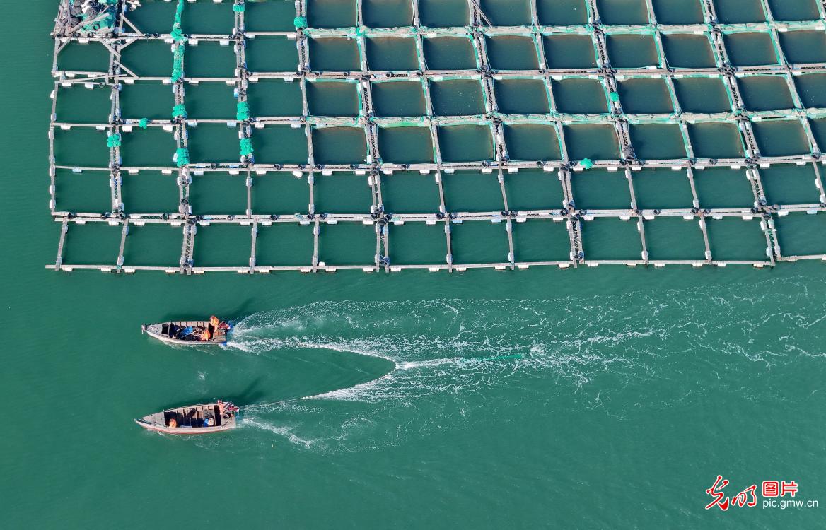 Busy scenes at marine ranches in east China's Shandong