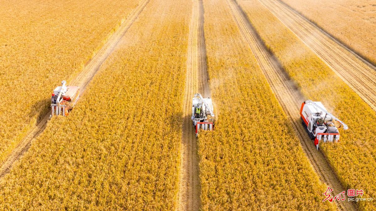 Farmers harvest golden rice fields in Jiangsu during fine autumn weather
